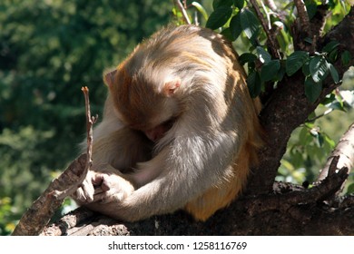 This Macaque Rhesus Turned Away (hid) From The Lens. The Lens Resembles For Animales A Large Predatory Eye. Ethology, Animal Behavior