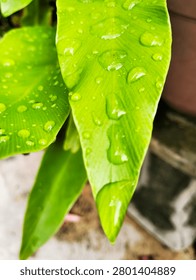 This is a macro close up of bright green leaves covered in water droplets