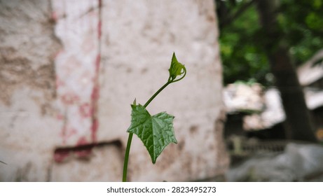 This macro close-up features a fresh young leaf and curling tendril of a cucurbit vine growing naturally in a garden. The vibrant green leaf, delicate veins, and newly emerging shoot symbolize healthy plant development. The soft blurred background enhances the subject, making this image ideal for botanical photography, gardening blogs, educational content, and nature collections.