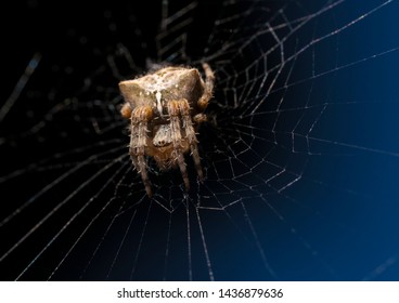 This macro image capture shows an interesting looking brown spider in the center of it's spider web.