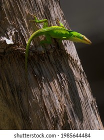 This macro image shows an alert Green Anole (Anolis carolinensis) lizard climbing along bark and looking around.