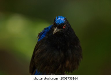 This Macro Image Shows A Detailed Front View Portrait Of A Metallic Starling (Aplonis Metallica) Bird With Ruffled Feathers And Bright Red Eyes.