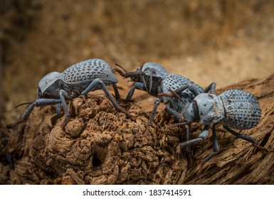 This Macro Image Shows A Group Of Blue Asbolus Verrucosus (desert Ironclad Beetles Or Blue Death Feigning Beetles) Beetles Crawling Along The Desert Ground. 