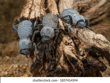 This Macro Image Shows A Group Of Three Asbolus Verrucosus (desert Ironclad Beetles Or Blue Death Feigning Beetles) Beetles On Desert Driftwood.