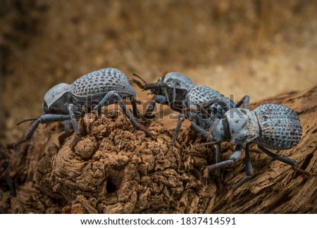 This macro image shows a group of blue Asbolus verrucosus (desert ironclad beetles or blue death feigning beetles) beetles crawling along the desert ground. 
