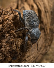 This Macro Image Shows A Top View Of A Asbolus Verrucosus (desert Ironclad Beetles Or Blue Death Feigning Beetles) Beetle Climbing Down Desert Driftwood.