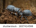 This macro image shows two cute blue Asbolus verrucosus (desert ironclad beetles or blue death feigning beetles) beetles interacting and communicating with one another.