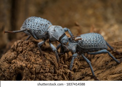 This Macro Image Shows Two Cute Blue Asbolus Verrucosus (desert Ironclad Beetles Or Blue Death Feigning Beetles) Beetles Interacting And Communicating With One Another.