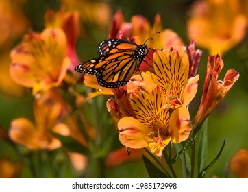 This Macro Photo Features A Beautiful Male Monarch (Danaus Pleippus) Butterfly Amongst Blooming Summer Flowers.