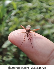 This Is A Macro Photo In The Forest With An Animal Stuck To The Hand