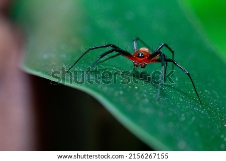 this macro photo of a spider that is Thiania Bhamoensis Jumping Spider. spider closeup photo.
