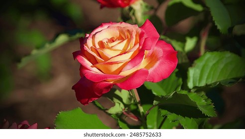 This macro photograph shows a close-up of a hybrid Tiffany rose that has a mixture of yellow and pink colors. The delicate details of the smooth petals are clearly visible, highlighting the beauty of  - Powered by Shutterstock