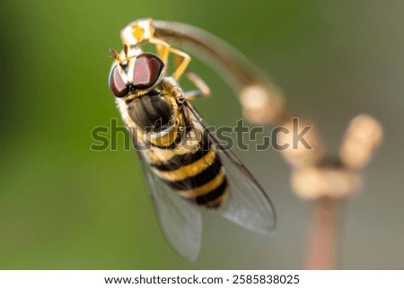 This macro shot captures a hoverfly perched on a dried twig. Its large, deep red compound eyes and black-and-yellow striped body contrast beautifully against the blurred green background.