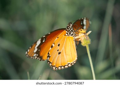 This macro shot captures a stunning monarch butterfly perched upon a golden blossom. The insect displays intricate wing patterns against a soft, blurred natural green background.