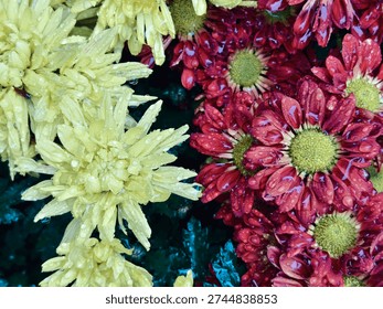 This macro shot captures two contrasting clusters of chrysanthemums, split between pale buttery yellow and deep rich red blooms. Countless delicate ruffled petals are dotted with glistening clear water droplets, amplifying their soft, dewy sheen. The bright yellow blooms contrast vividly with the velvety red ones, each with a textured green central disk, against dark glossy green leaves.