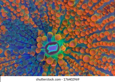This is a macro shot of a Ricordea yuma mushroom coral showing its mouth and texture.  The mound near the center is its mouth.  The orange and blue balloon-looking tubercles are used for defense, 