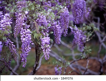 This Macro Shot Of Wisteria In Full Bloom Was Taken At The Brooklyn Botanic Gardens.