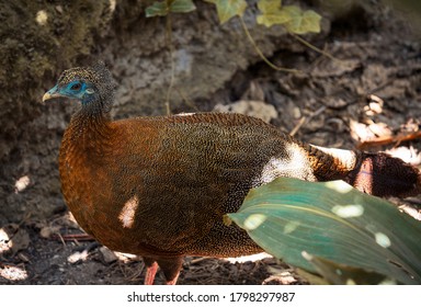 This Macro Wild Life Image Shows The Side View Of A Large Great Argus Pheasant (Argusianus Argus) Bird. 