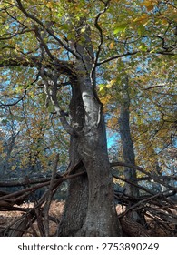 Is this the Magic Faraway Tree?