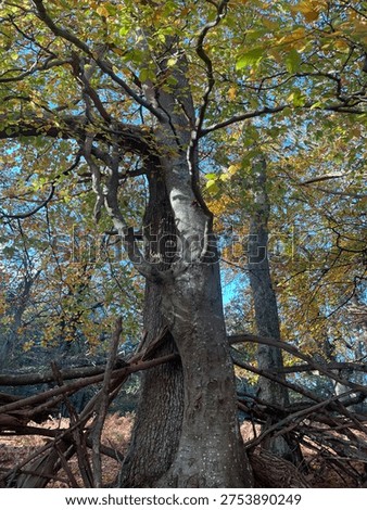 Is this the Magic Faraway Tree?