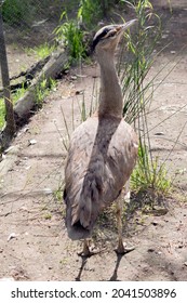 This Is A Male Australian Bustard