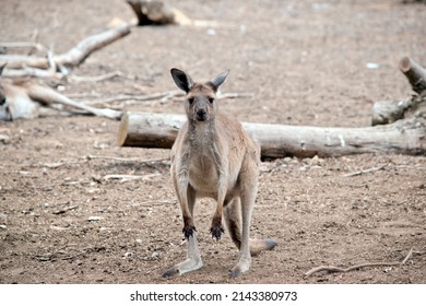 This Is A Male Joey Western Grey Kangaroo