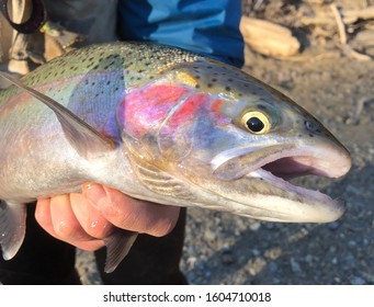 This Is A Male Steelhead Trout From Lake Erie. This Is A Sought After Fish For Both Fly Fishermen And Conventional Fishermen.