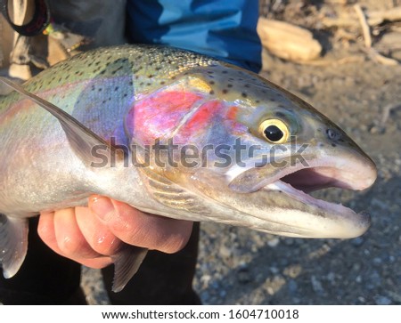 This is a male steelhead trout from Lake Erie. This is a sought after fish for both fly fishermen and conventional fishermen.