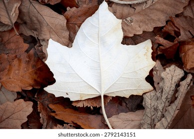 This maple leaf was shed during the Autumn in Carlton Gardens, Victoria, Australia.