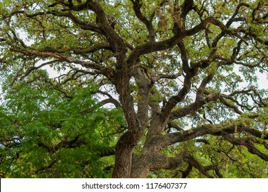 This Massive Oak Tree Towered Over The Streets Of Wimberley Texas Casting Shade On The Street Below. 