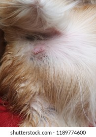 This Is Mast Cell Tumor In Dog.