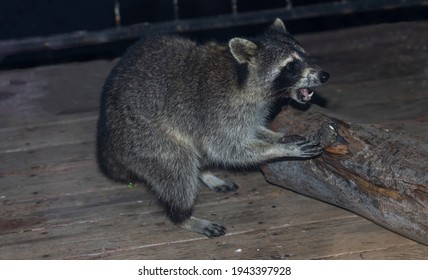 This Mean Looking Raccoon Is Stealing Suet From A Log.