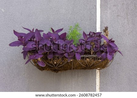This medium shot captures a hanging basket overflowing with vibrant purple heart plants (Tradescantia pallida). The striking purple foliage cascades over the edges of the woven brown basket.