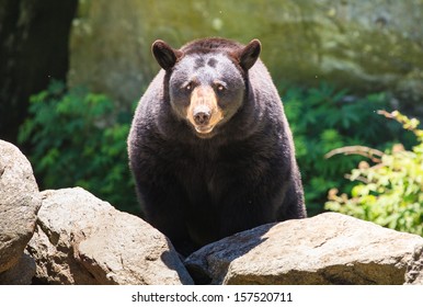 This Is A Medium Sized Black Bear Seen In Grandfather Mountains In Linville, North Carolina.  These Bears Rarely Attack When Confronted By Humans.