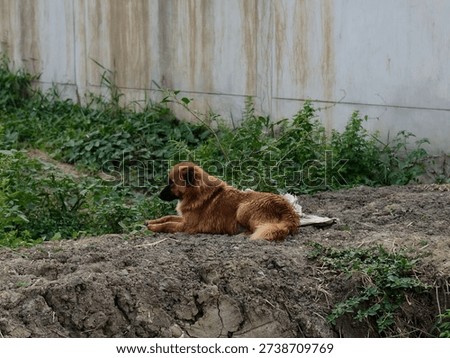 This medium-sized brown dog is lying down on a patch of dry earth, looking to the left with a calm demeanor amidst overgrown vegetation and a textured concrete wall in the background