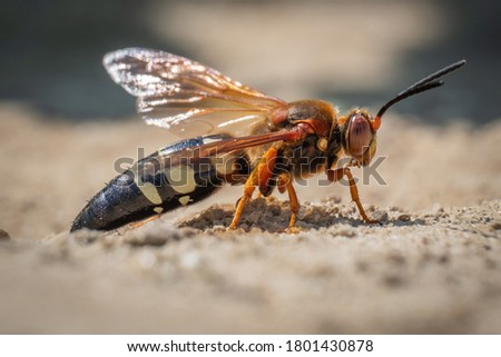 This menacing looking insect looks like a hornet, but it's actually a Cicada Killer Wasp. They don't typically bother humans unless provoked.