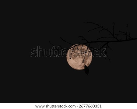 This mesmerizing image captures a delicate branch silhouetted against a full, glowing moon. The intricate pattern of the branch evokes the appearance of veins or arteries, making it seem as though the