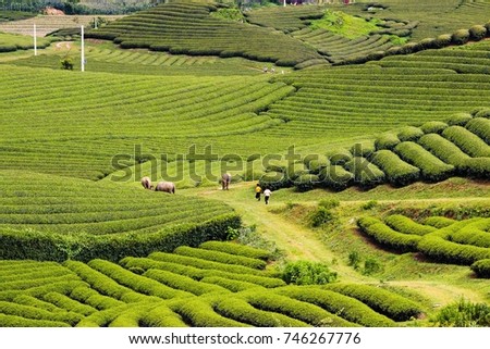 This is method to plant clean tea 