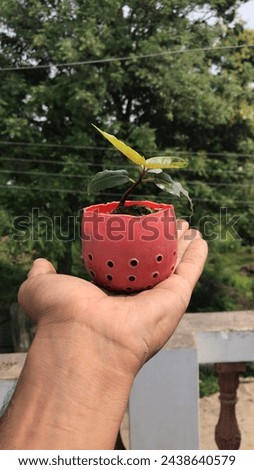 This is a ficus’s mini bonsai, pot has been made by used plasic bottel.