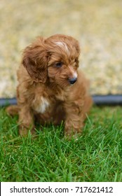 king charles cavalier cross toy poodle