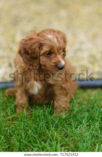 cavalier king charles spaniel mixed with poodle