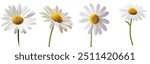 This monochrome image of chamomile has a clipping path and is made with full depth of field. Close-Up of Fresh Daisies with White Petals and Yellow Center