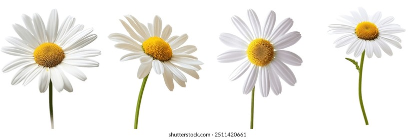 This monochrome image of chamomile has a clipping path and is made with full depth of field. Close-Up of Fresh Daisies with White Petals and Yellow Center - Powered by Shutterstock