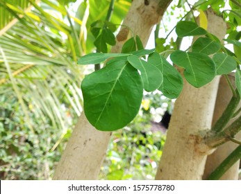 this is Moringa oleifera leaf,(Moringa oleifera Lam.) has health benefits for the body.