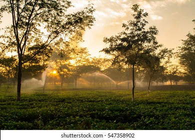 This Is A Morning Photograph Of A Tea Garden In Assam.