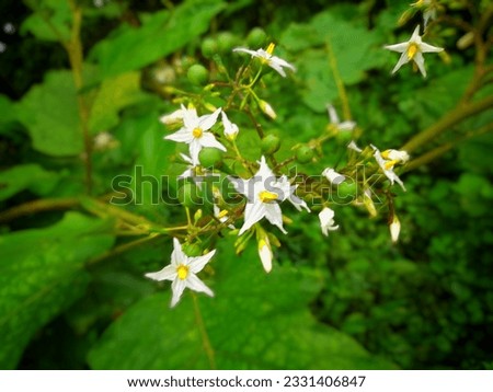 This morning I woke up early and went for a walk in nature, then I saw star-shaped white flowers, white star-shaped flowers in the middle of the green, 
A lovely beautiful. 