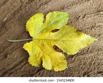 This Is A Mulberry Tree Leaf