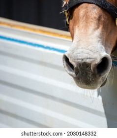 This Mule In Missouri Waits Patiently Hoping For A Treat. A Close Up Photo Of The Large Animals Nostrils. Bokeh Effect.