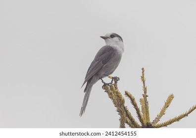 This is my first time seeing a Canada Jay at the Visitor Centre in Algonquin Park.