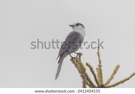 This is my first time seeing a Canada Jay at the Visitor Centre in Algonquin Park.